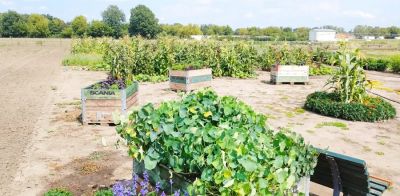 İDRARDAN SÜRDÜRÜLEBİLİR GÜBRE