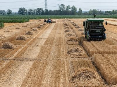 BUĞDAY TANESİNDEKİ TOKSİK METALLER: TOPRAKTAN MI YOKSA GÜBREDEN Mİ GELİYOR?